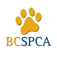 Subvention communautaire de la BC SPCA pour la stérilisation des animaux