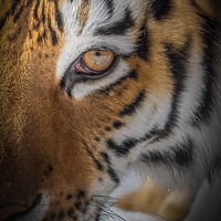 Mission Faune Granby Zoo Foundation logo