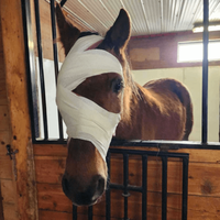 Fonds de sauvetage des chevaux — financement général