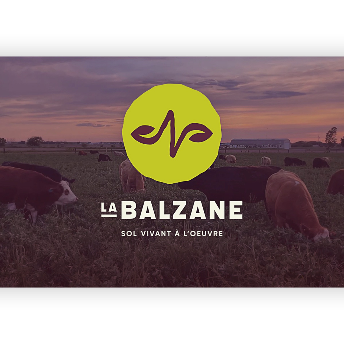 E-commerce - La Balzane